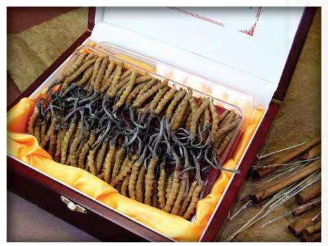 镇远冬虫夏草回收